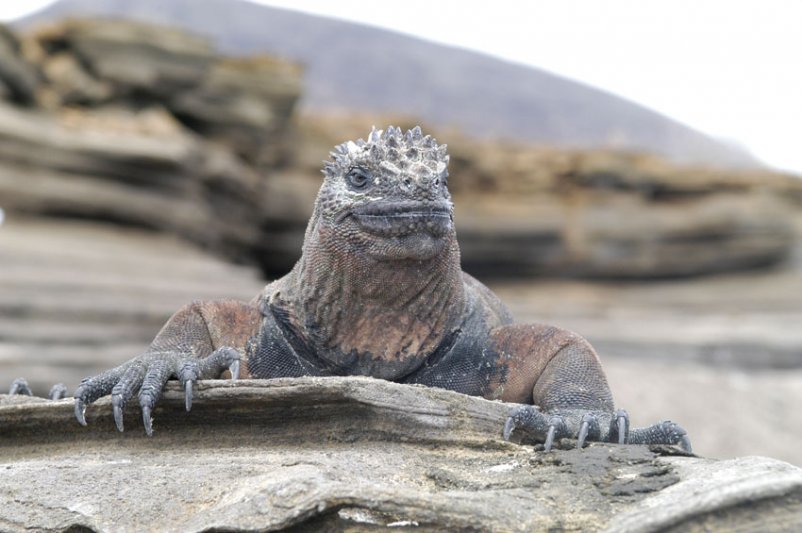 Galapagos - Trip Gallery 