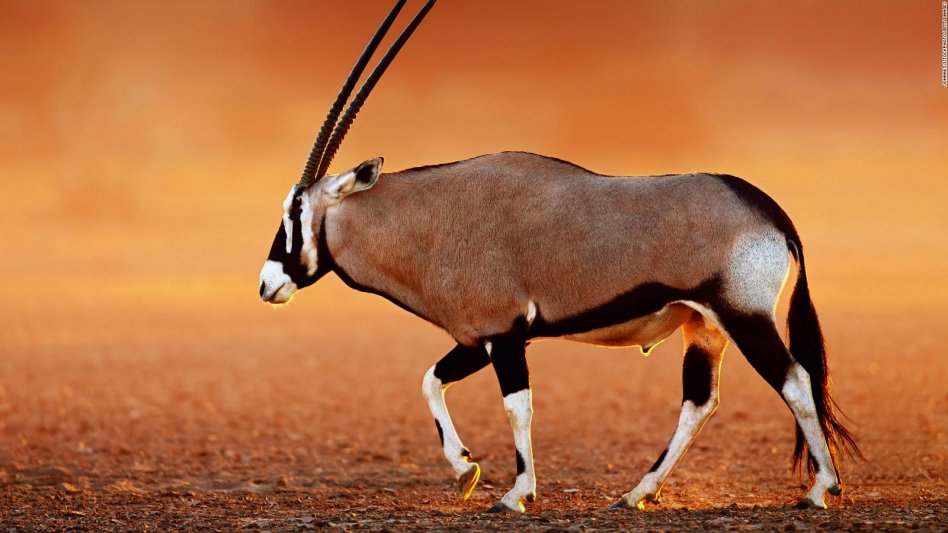 Botswana - Travel Gallery 