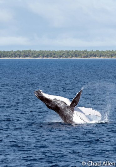 Fiji Whales Gallery 