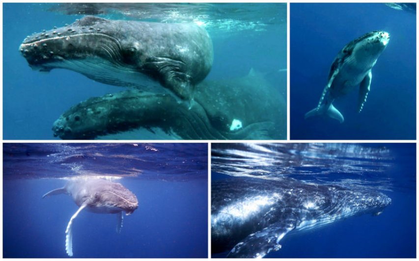 Fiji Whales Gallery 