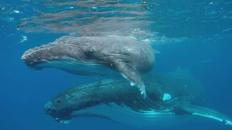 Fiji Whales Gallery 