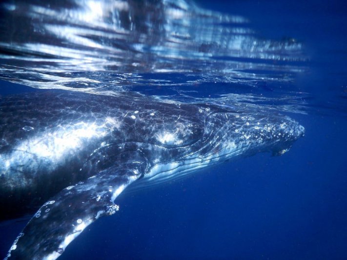 Fiji Whales Gallery 
